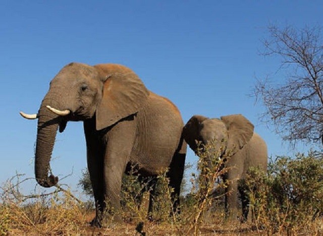 Đoàn du khách 'hú vía' khi bị voi châu Phi hù dọa