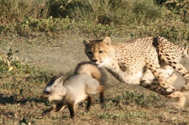 Cáo thảo nguyên một mình chống lại hai con báo cheetah