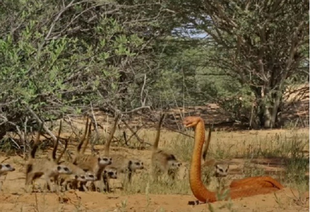 Cầy măng-gút đối mặt với rô-bốt rắn hổ mang 