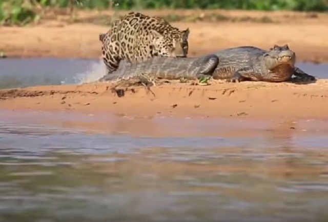 Báo đốm lội nước tóm gọn cá sấu Nam Mỹ