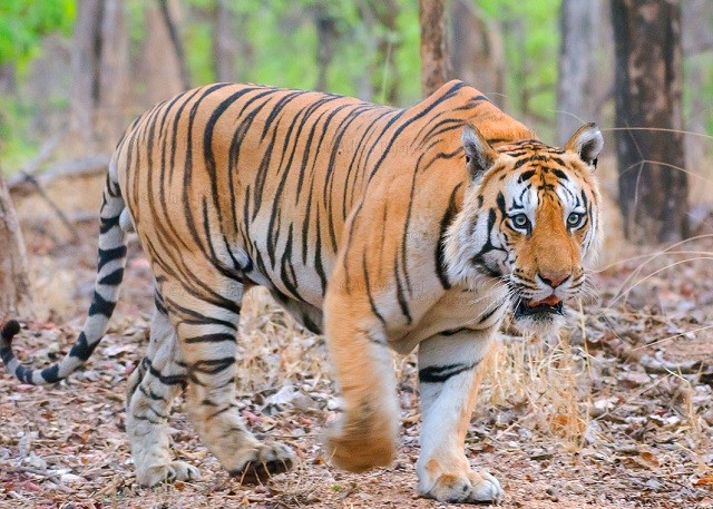 Hổ đực đánh dằn mặt đối thủ để bảo vệ lãnh thổ