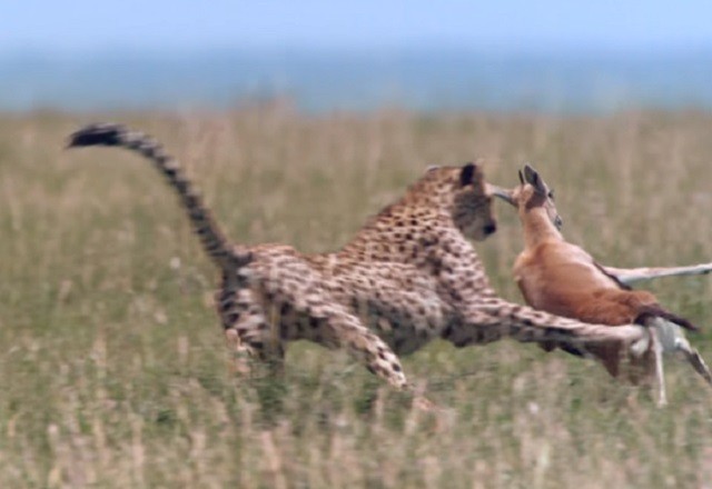 Báo cheetah tăng tốc, tóm gọn linh dương