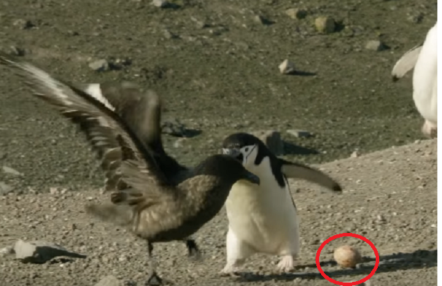 Chim cánh cụt chiến đấu với chim cướp biển để bảo vệ trứng 
