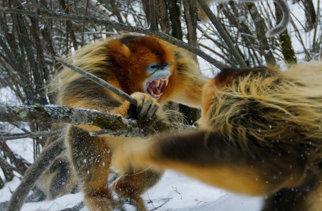 Trận chiến quyết liệt để tranh giành thức ăn của khỉ tuyết