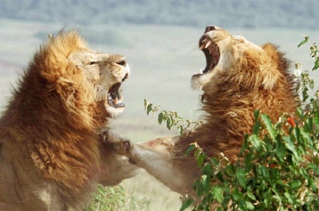 Trận hỗn chiến của bầy sư tử trong vườn thú