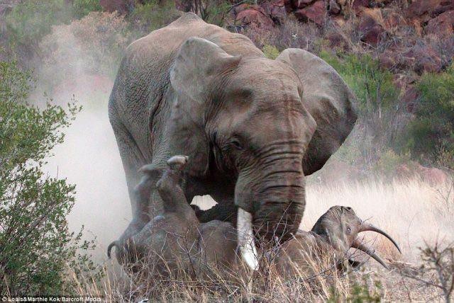 Voi châu Phi 'bắt nạt' hai mẹ con tê giác