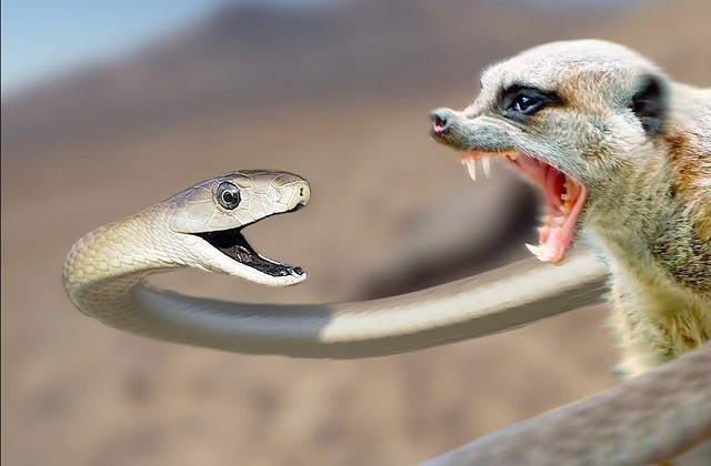 Cuộc chiến sinh tử giữa rắn mamba đen và cầy măng-gút