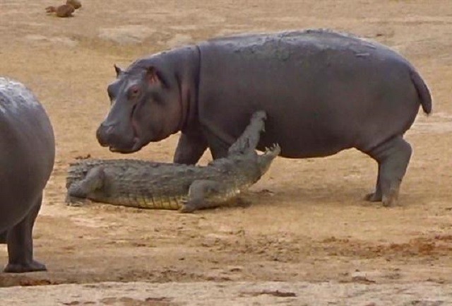 Đàn voi giải cứu cá sấu khỏi chú hà mã con 'tăng động'