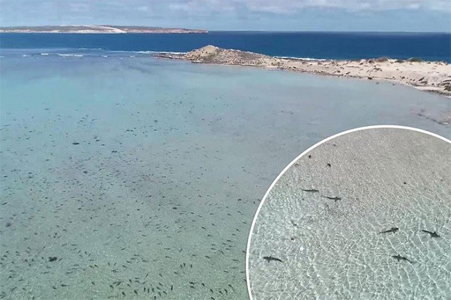 Kỳ lạ, hàng trăm con cá mập vây quanh bờ biển Australia