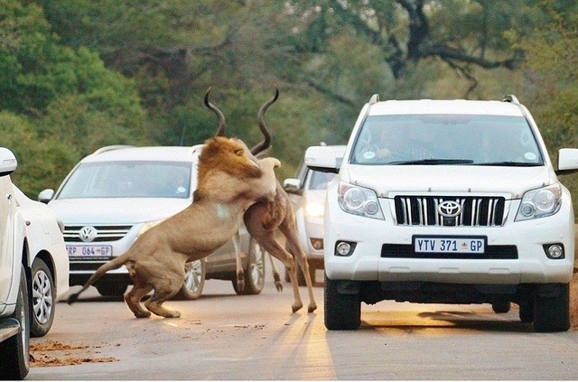 Sư tử tóm gọn linh dương Kudu ngay trước đoàn xe của khách du lịch