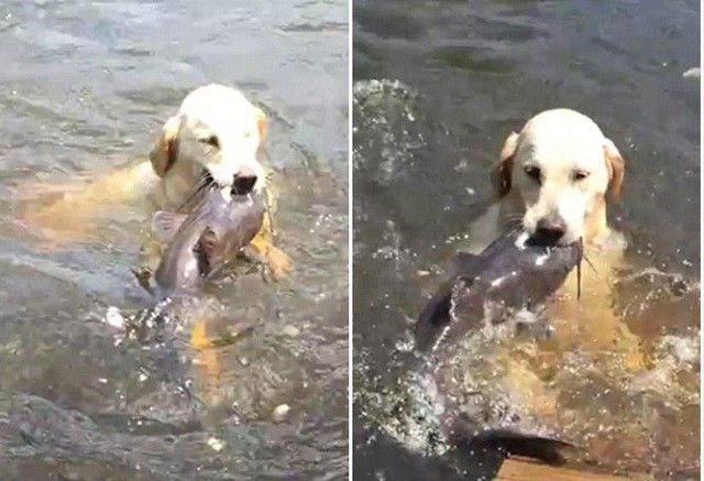 Chú chó trổ tài bắt cá trê siêu đẳng nhưng lại để hụt đáng tiếc
