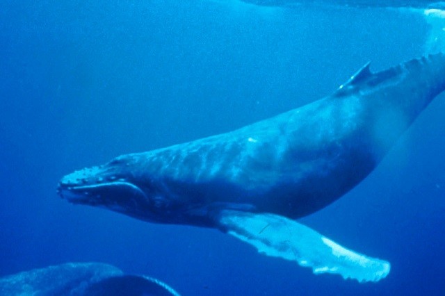 Cận cảnh quá trình sinh nở dưới nước của cá voi lưng gù