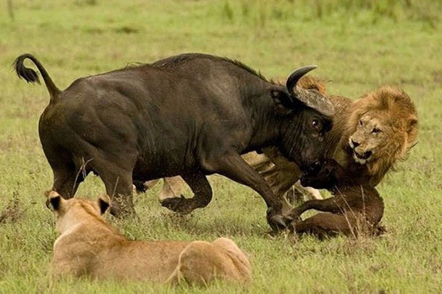Đàn sư tử đực hợp sức bắt trâu rừng