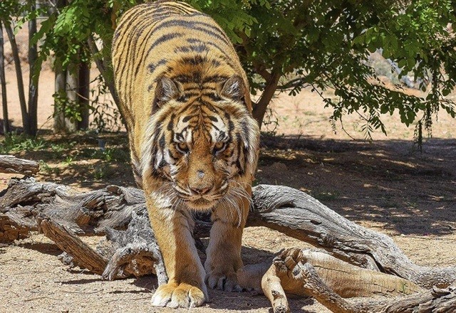 Hổ Bengal dọa người quản tượng 'hú hồn'