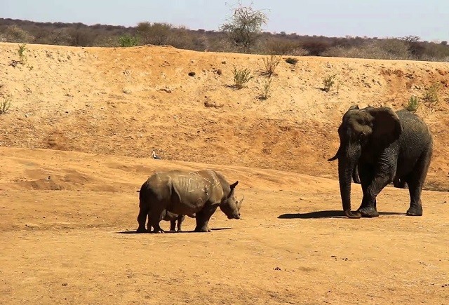Voi châu Phi chịu 'nhún nhường' trước hai mẹ con tê giác