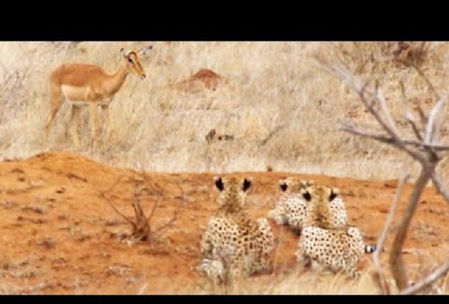 Đang gặm cỏ, linh dương bị tóm gọn bởi ba con báo cheetah