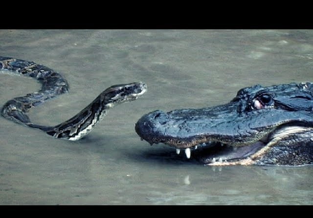 Cuộc 'thư hùng' giữa cá sấu và trăn