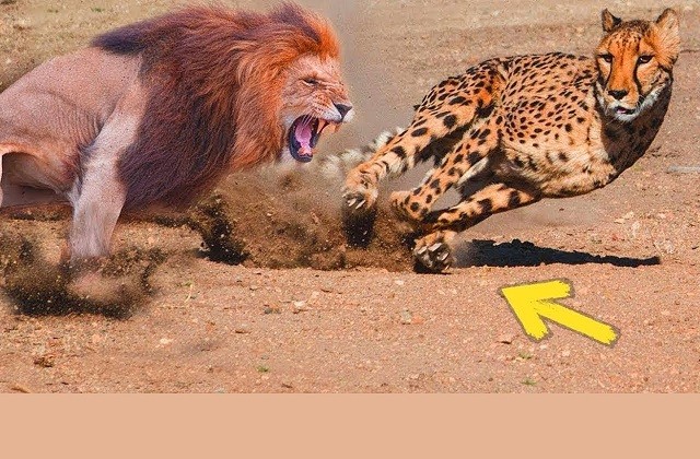 Báo cheetah nhận cái kết thảm trong hàm sư tử