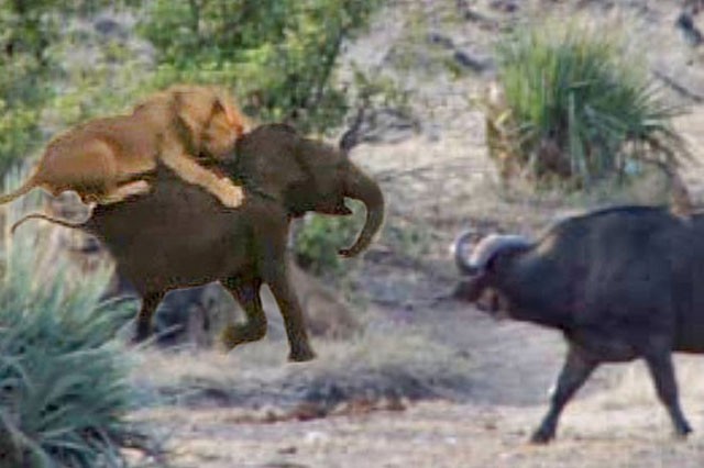 Trâu rừng tấn công sư tử để giải cứu cho voi con.