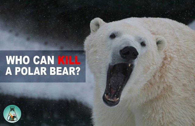 5 loài động vật có thể đánh bại gấu Bắc Cực