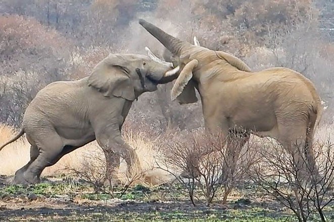 Cuộc chiến của 2 con voi.