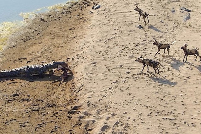 Bầy chó hoang đứng nhìn cá sấu cướp mồi.
