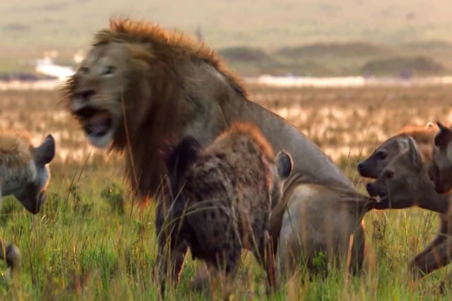 Bầy linh cẩu tấn công sư tử.
