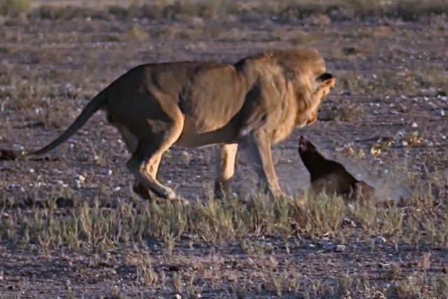 Sư tử tấn công lửng mật.
