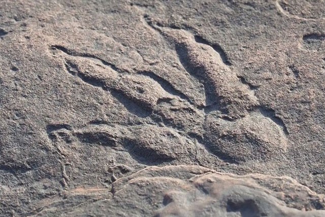 Dấu chân khủng long còn nguyên vẹn in trên đá.