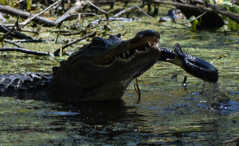 Thấy rắn 'khủng' đến gần con, cá sấu mẹ tung đòn hủy diệt