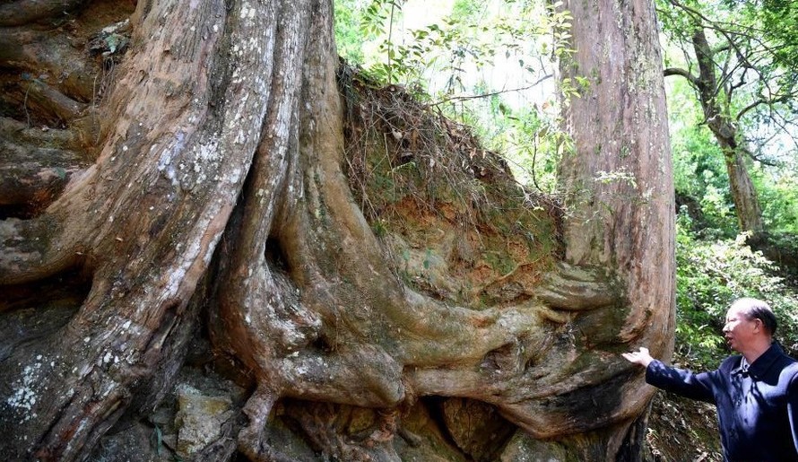 Cụ cây thông đỏ 'thành tinh', hơn 450 tuổi vẫn 'quấn quýt' gây sốc