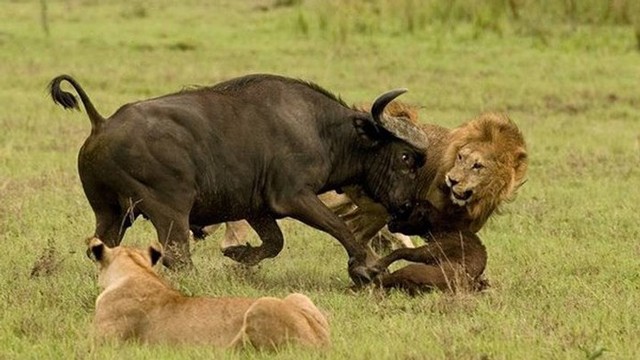 Trâu rừng 'đơn thương độc mã' quyết chiến với 3 con sư tử