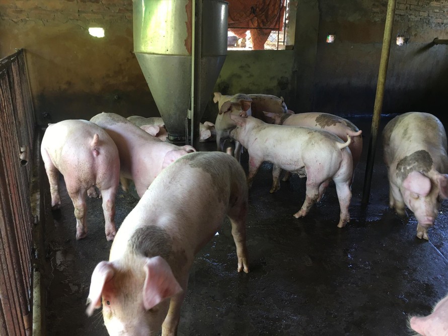 Ông Nguyễn Quang Sỹ đã phải bán sớm đàn lợn này vì càng nuôi càng lỗ 
