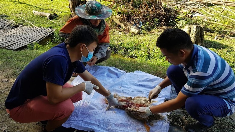 Anh Nguyễn Văn Minh, Giám đốc Trung tâm Đào tạo và tư vấn Vet24h (bên phải) mổ khám bệnh cho vịt tại Naxaythong