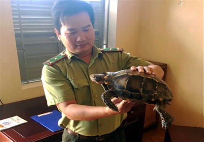 Cá thể rùa núi viền được người dân giao nộp tới Hạt Kiểm lâm TP Kon Tum