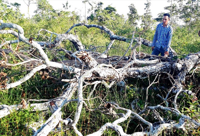 Rừng thuộc phạm vi Ban quản lý rừng phòng hộ Ayun Pa quản lý bị tàn phá