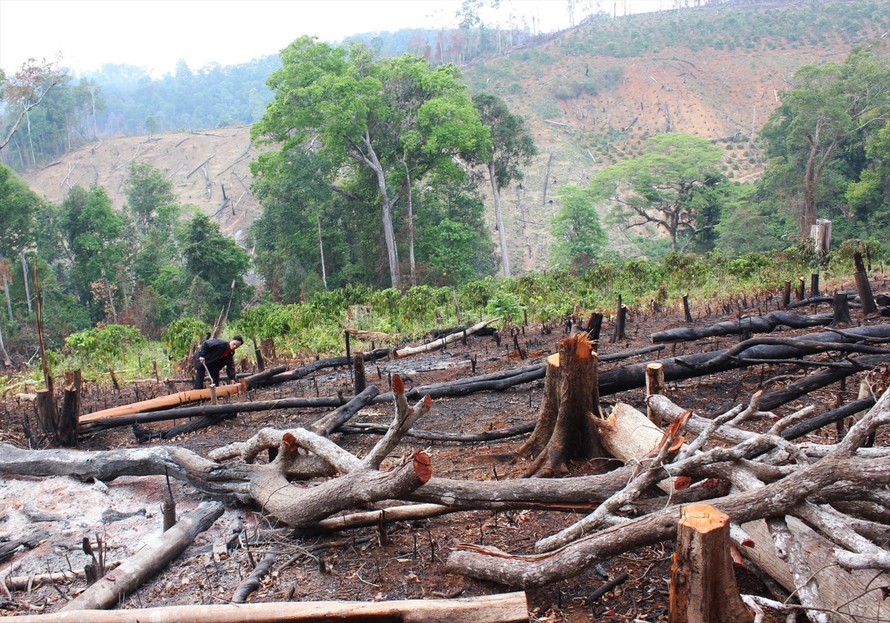 Nạn phá rừng tới nay vẫn chưa chấm dứt ở Đắk Nông