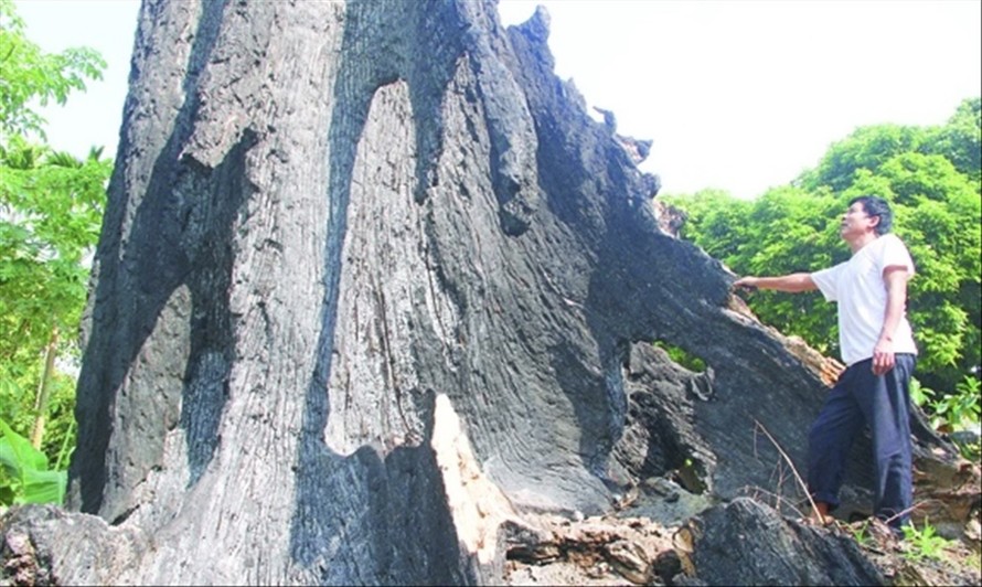 Hai cổ thụ được công nhận là cây di sản ở Phú Yên (Thọ Xuân) chết khô mà chưa rõ nguyên nhân
