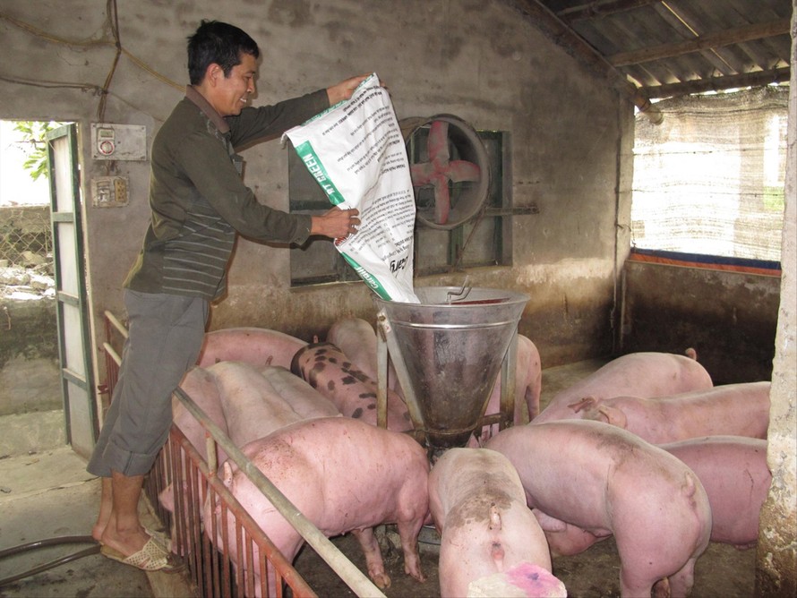Giá thịt lợn tiếp tục lập đỉnh giá mới, lợn hơi đã xấp xỉ 100 nghìn đồng/kgẢnh: Bình Phương