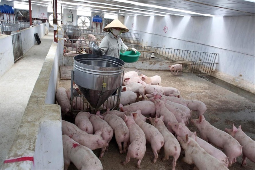Nhiều trang trại lợn hàng trăm con đang đợi giá thịt lợn tăng cao hơn nữa mới bán Ảnh: Như Ý