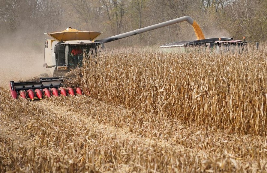 Ngô được thu hoạch từ một cánh đồng ở Hodgen Farm ở Roachdale, Indiana, Mỹ ngày 29/10/2019Ảnh: REUTERS
