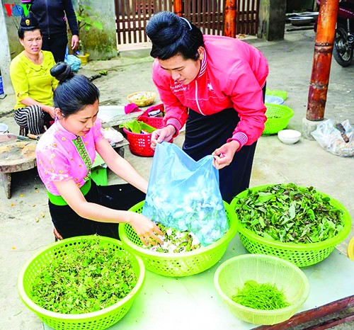 Phụ nữ người Thái hái hoa ban để trữ cho mùa sau