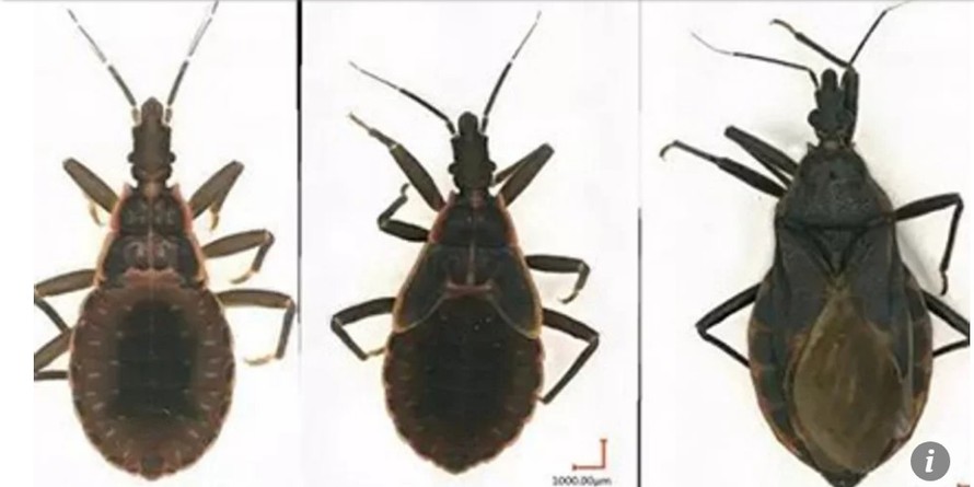 Loại bọ xít hôn môi có xuất xứ từ Nam Mỹ đang có nguy cơ bùng phát bệnh dịch tại Trung Quốc.