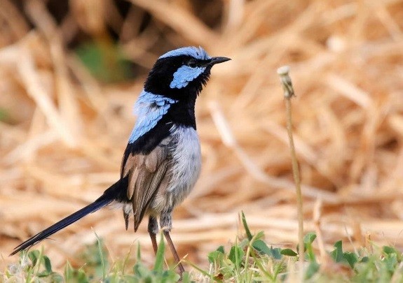 Chim hồng tước của Australia có thể hiểu được một số từ báo động có kẻ săn mồi từ các loài chim khác.