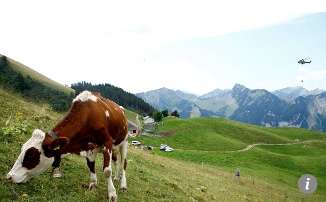Hàng vạn con bò ở miền Tây Thụy Sỹ đang sắp chết khát.