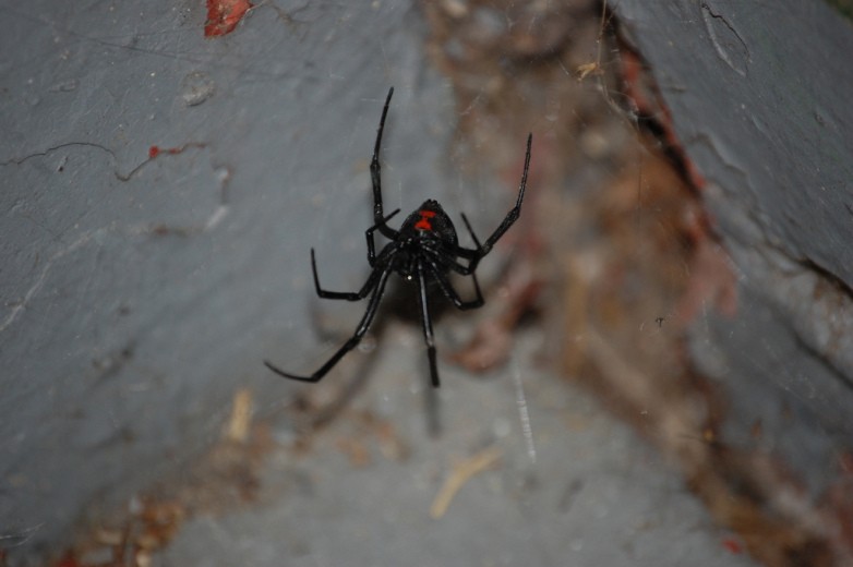 Nọc độc của nhện Góa phụ đen cực kỳ nguy hiểm.