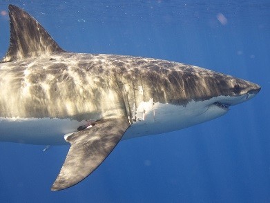 Bằng cách đấm vào mang và sườn cá mập trắng khiến người đàn ông Mỹ 61 tuổi thoát chết.