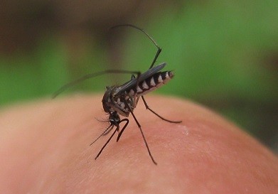 Một nghiên cứu mới cho thấy diệt muỗi chưa hẳn là phương pháp hiệu quả để ngăn chặn bệnh dịch sốt rét.