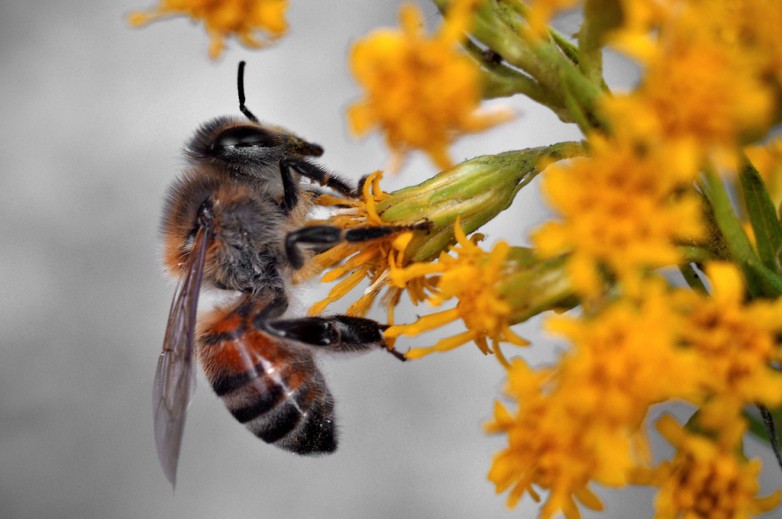 Một nghiên cứu mới cho thấy,ong mật đã chết sau một thời gian tiếp xúc với glyphosate
