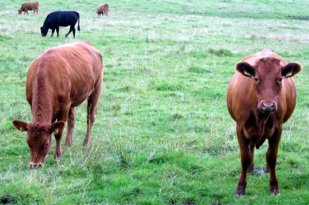 Một trường hợp bò điên được phát hiện tại một trang trại ở Scotland. Đây là trường hợp đầu tiên được ghi nhận kể từ năm 2015 tới nay.